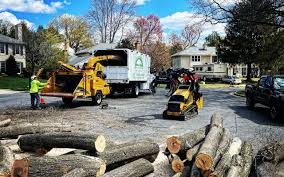 Professional Tree Removal and Landscaping Services in Springdale, MD